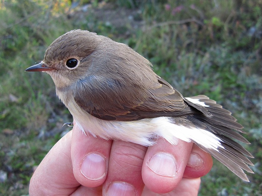 Red-breasted flycatcher, Sundre 20120829